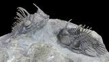 Pair of Spiny Comura Trilobites - Top Quality Preparation #60014-3